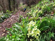 68 Primula vulgaris-Primule